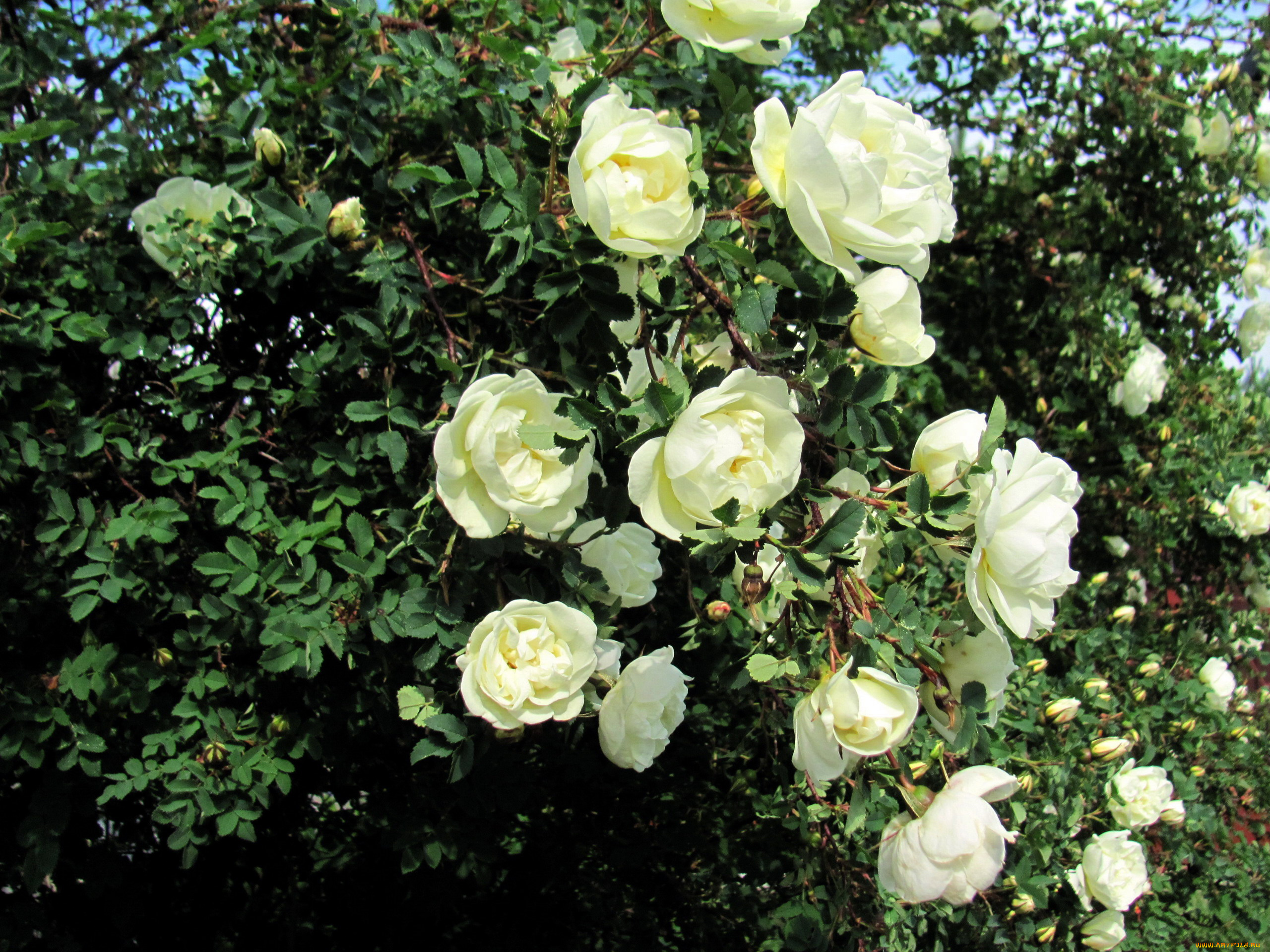 цветы, розы, белый