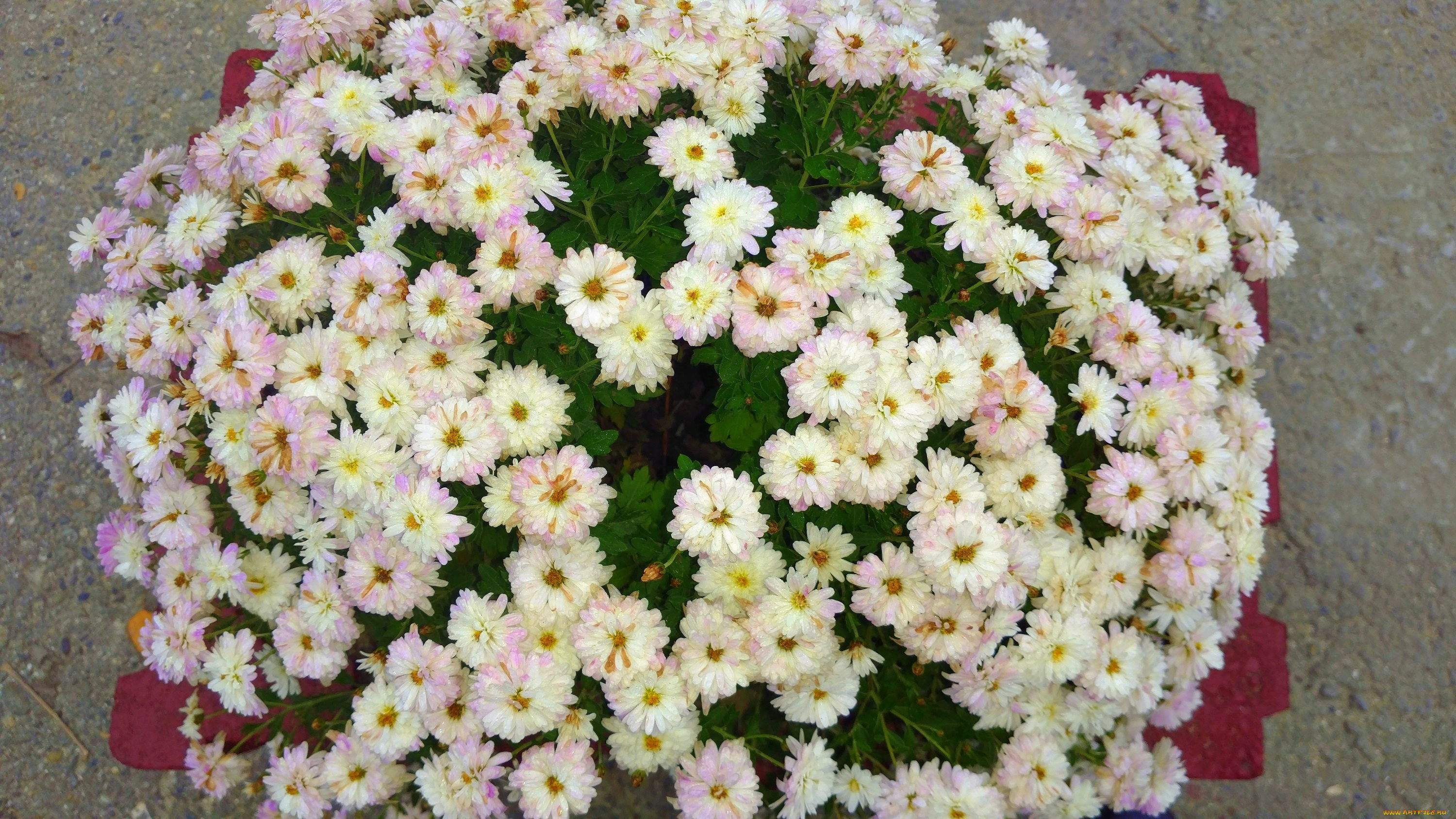 цветы, хризантемы, белые