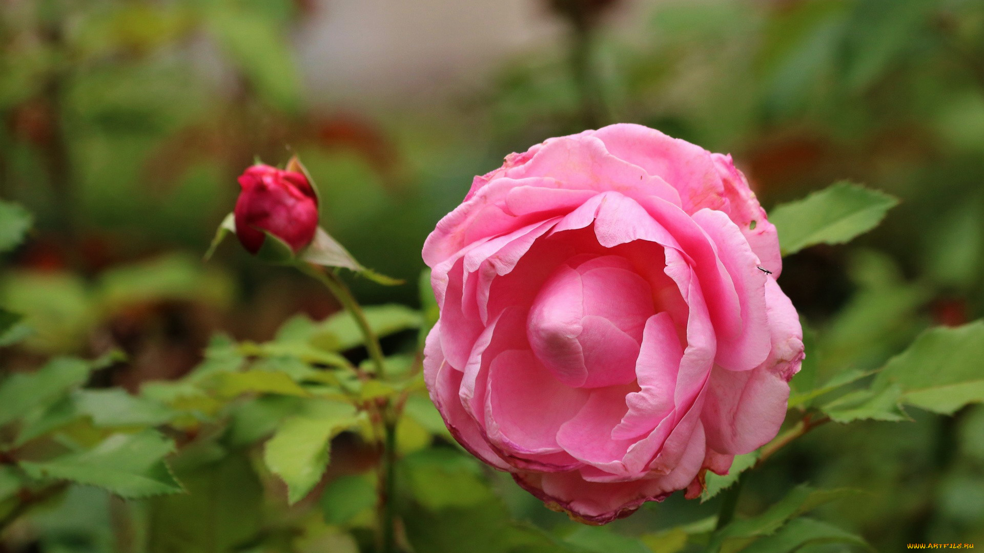 цветы, розы, бутон