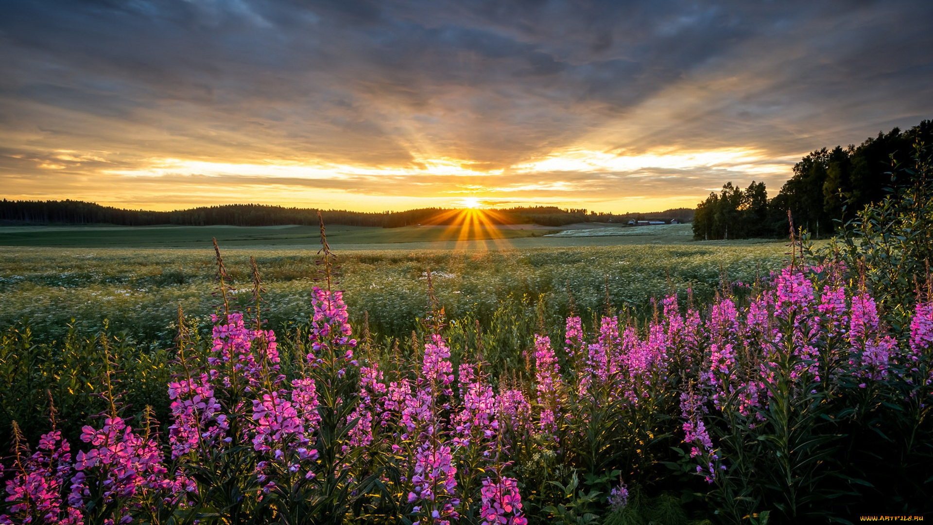 природа, луга, простор