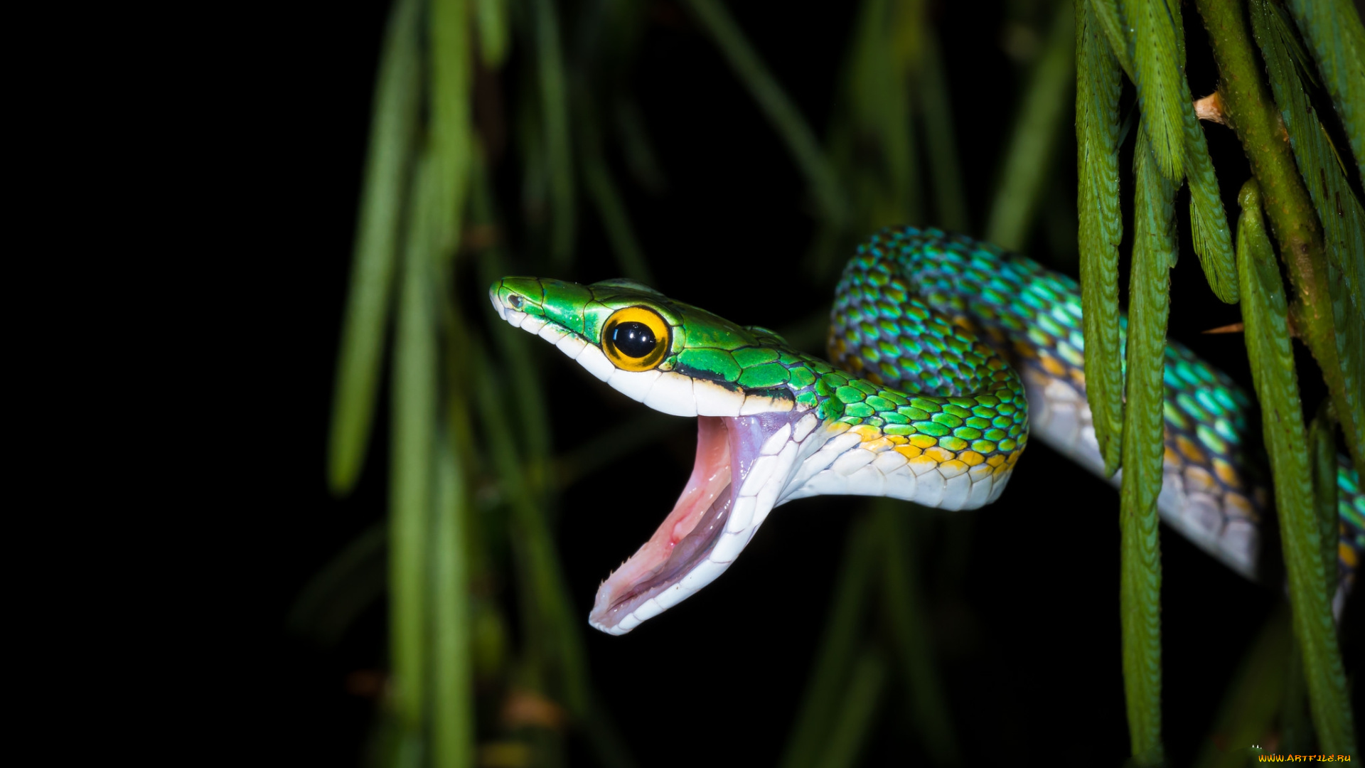 животные, змеи, , питоны, , кобры, змейка