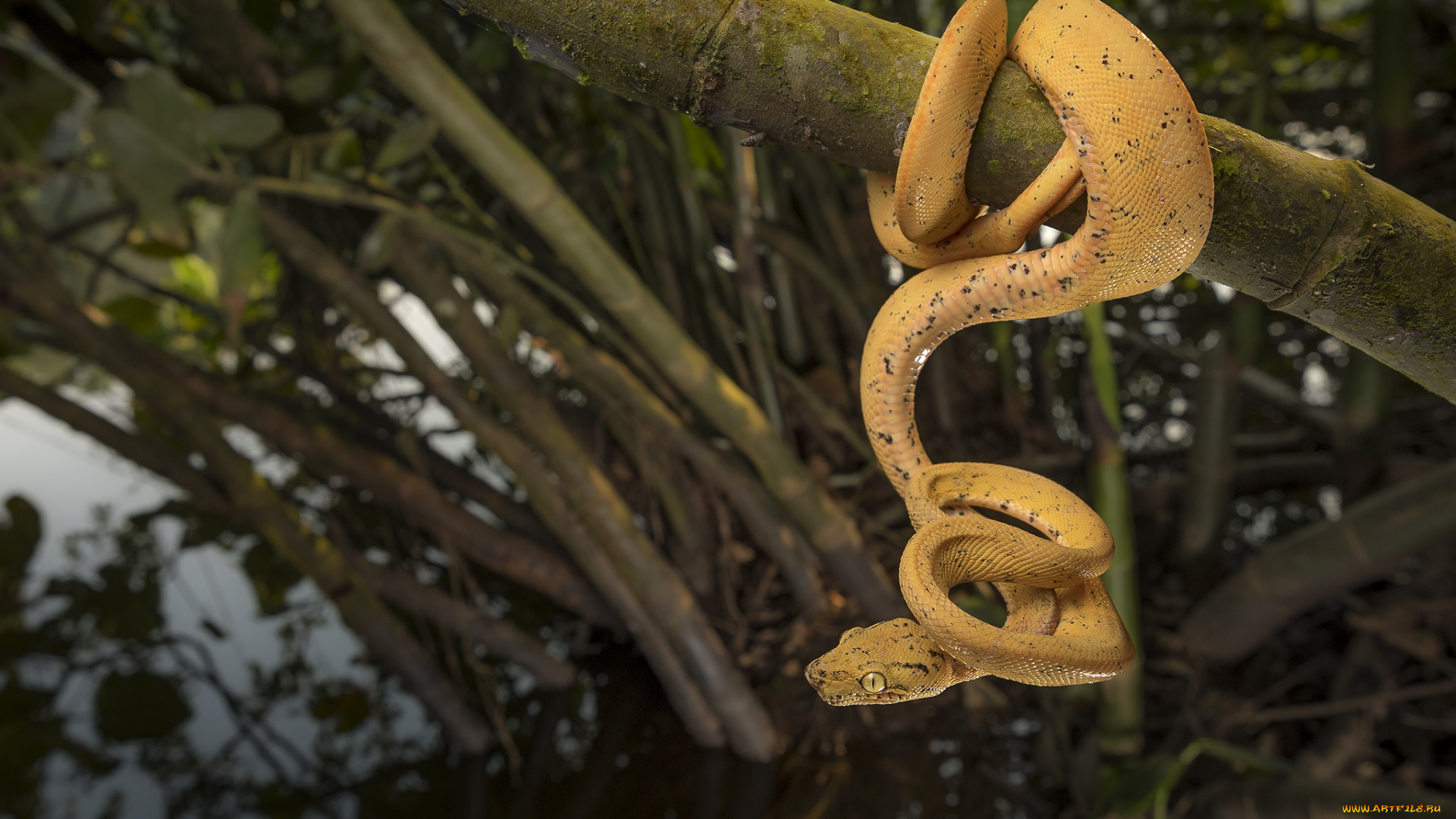 животные, змеи, , питоны, , кобры, змейка