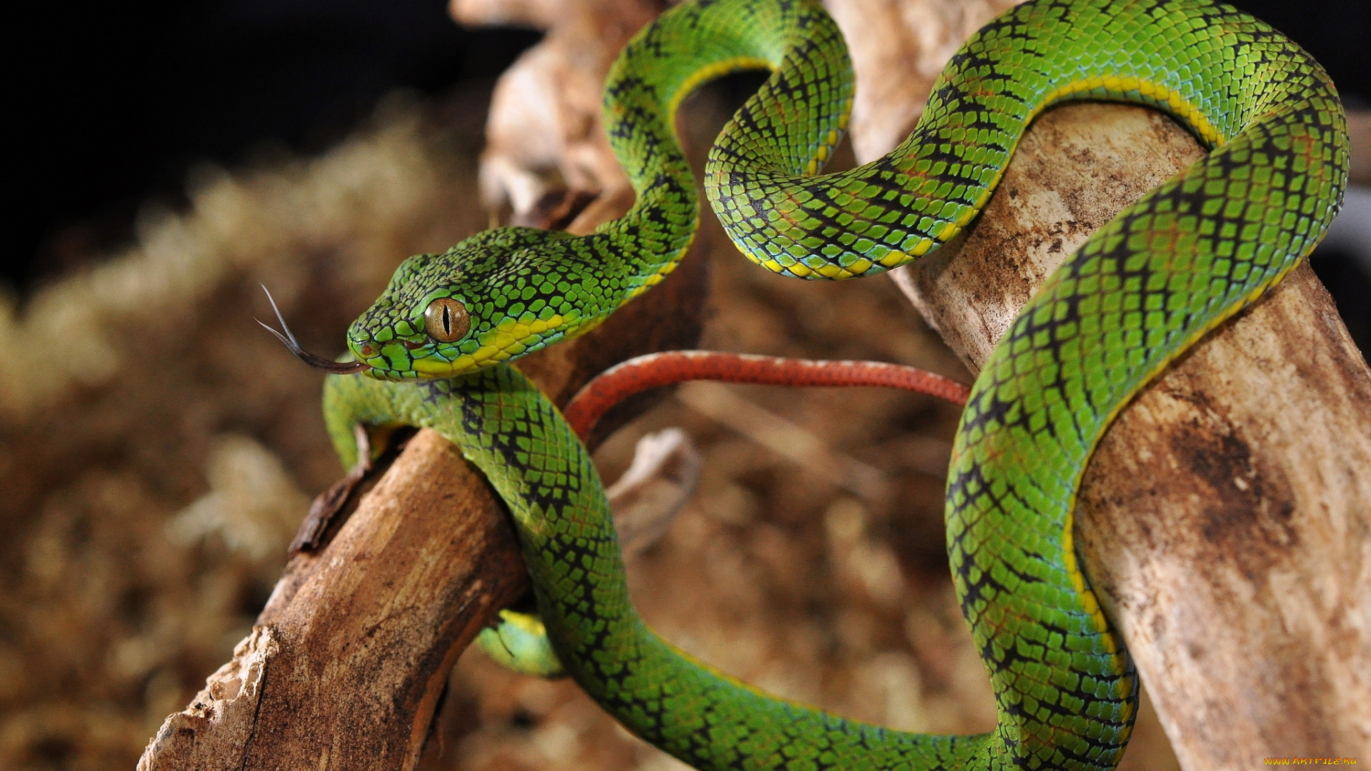 животные, змеи, , питоны, , кобры, змейка