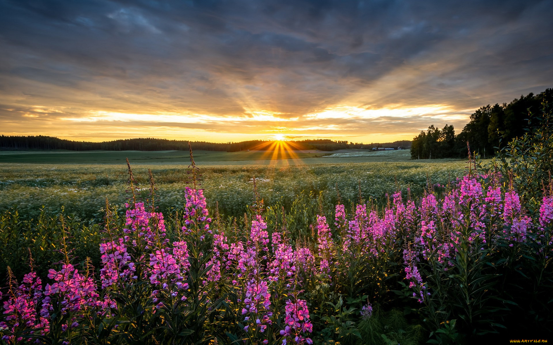 природа, луга, простор