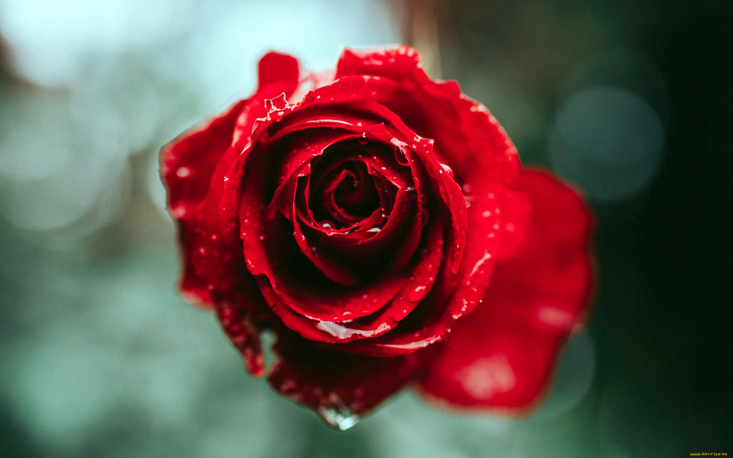 цветы, розы, бутон