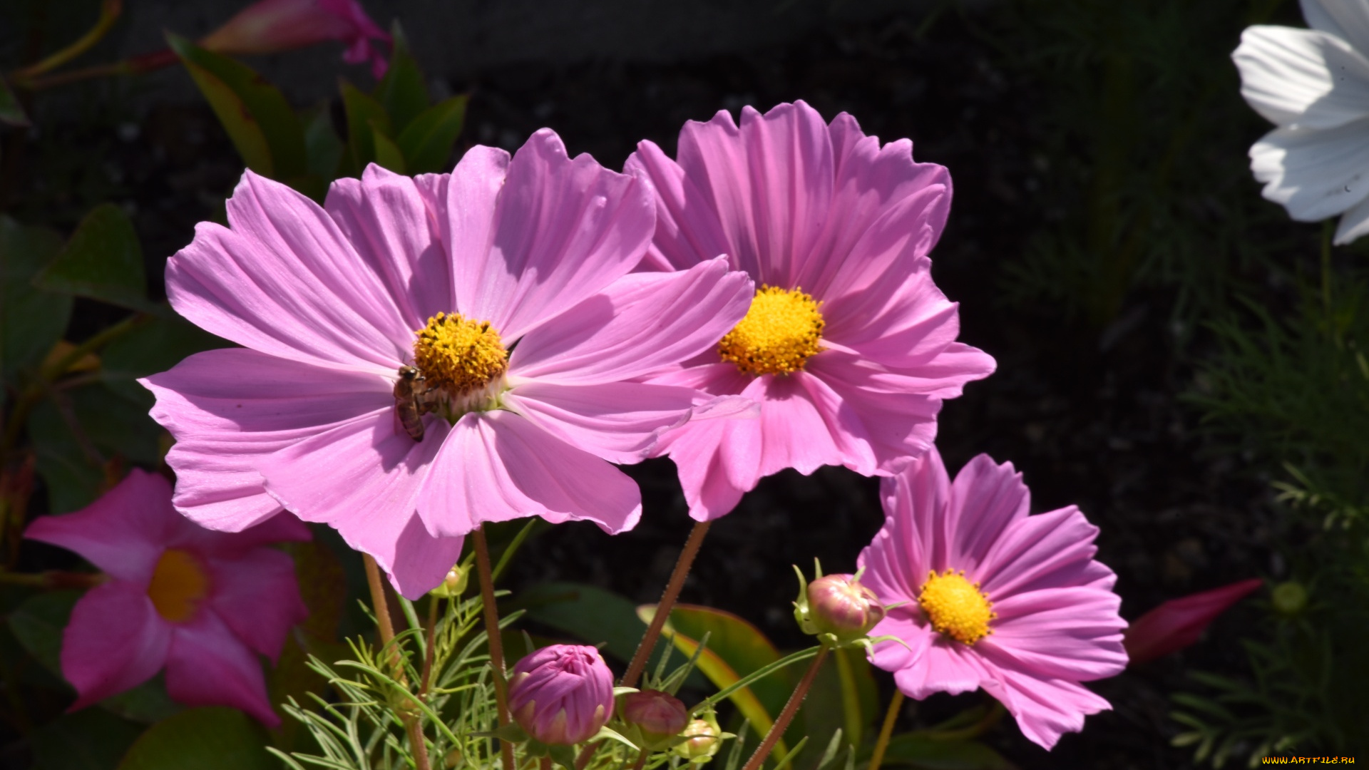 цветы, космея, розовая, макро