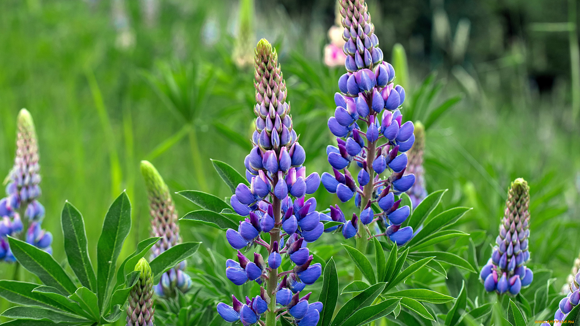 цветы, люпин, синий