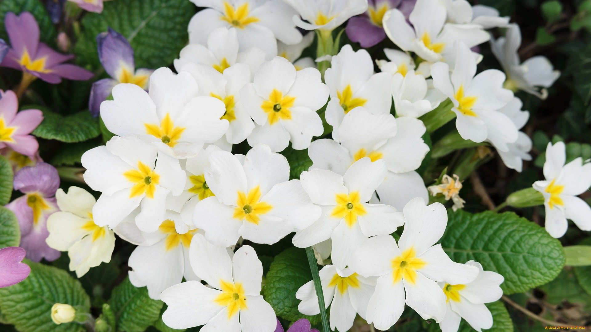 цветы, примулы, первоцвет