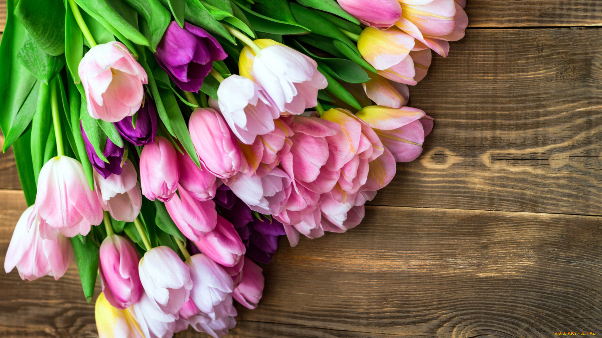 цветы, тюльпаны, розовые, бутоны