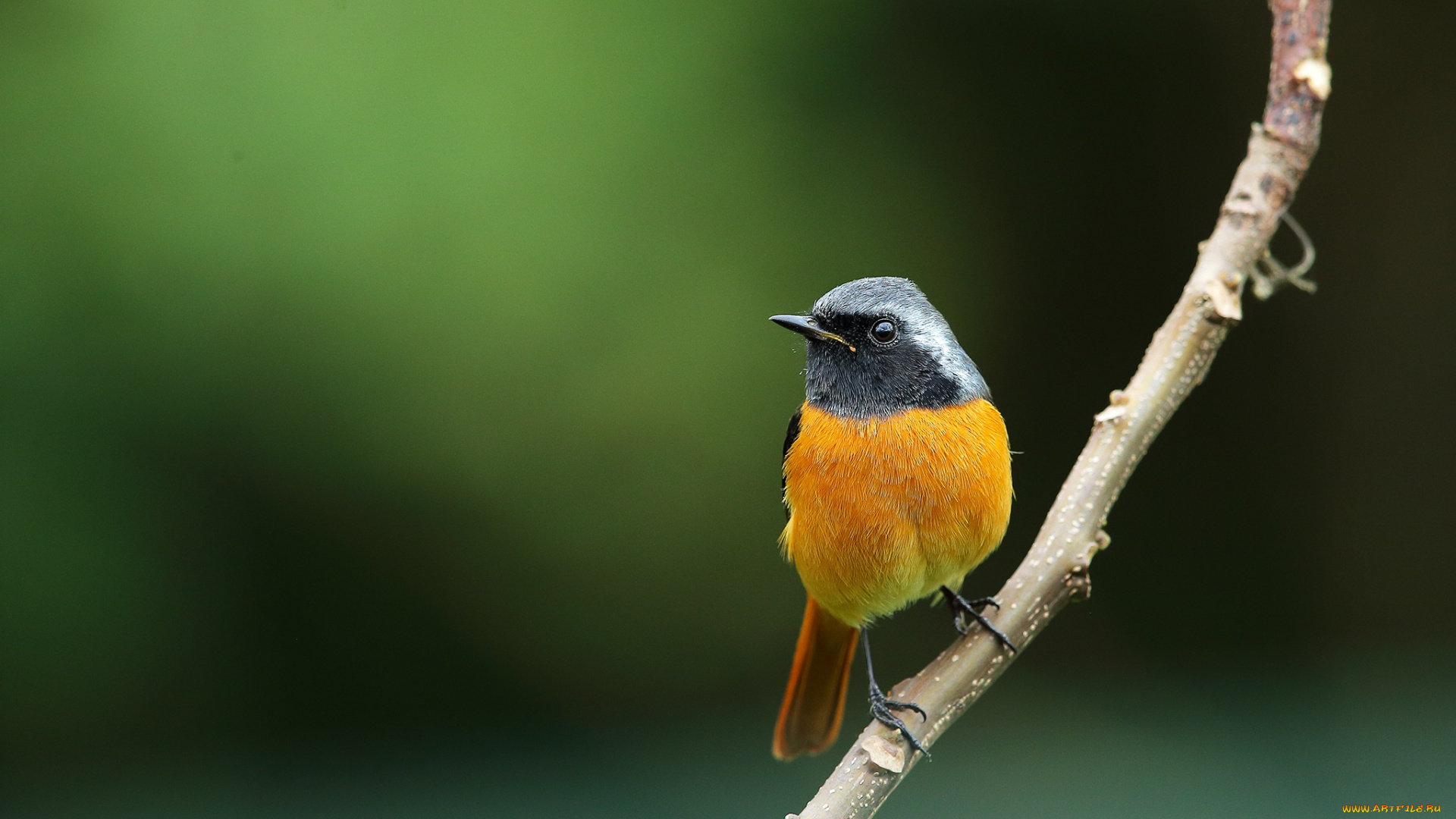 животные, птицы, горихвостка