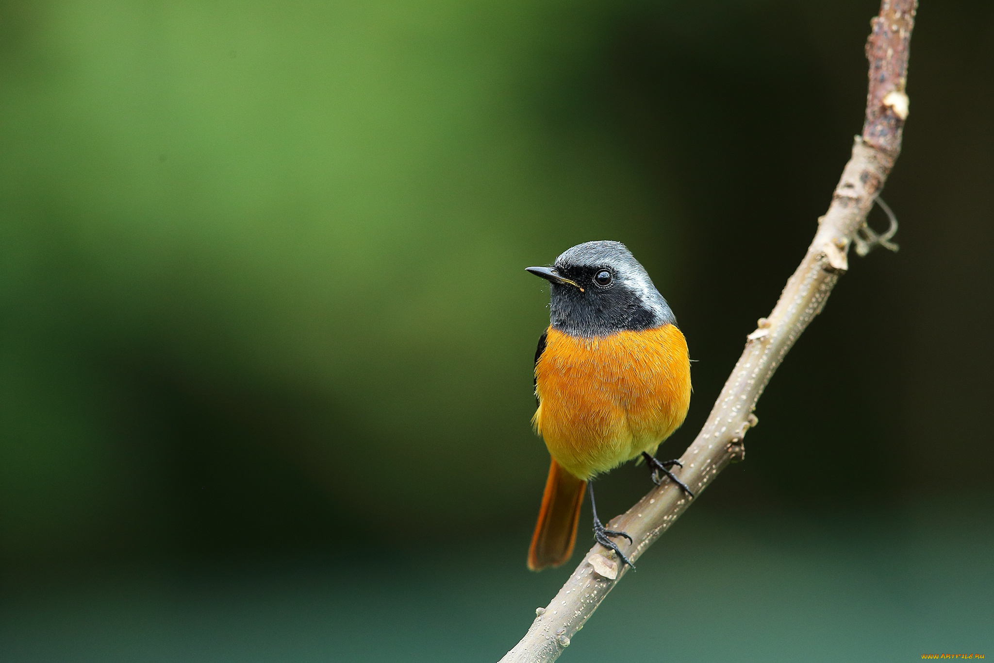 животные, птицы, горихвостка