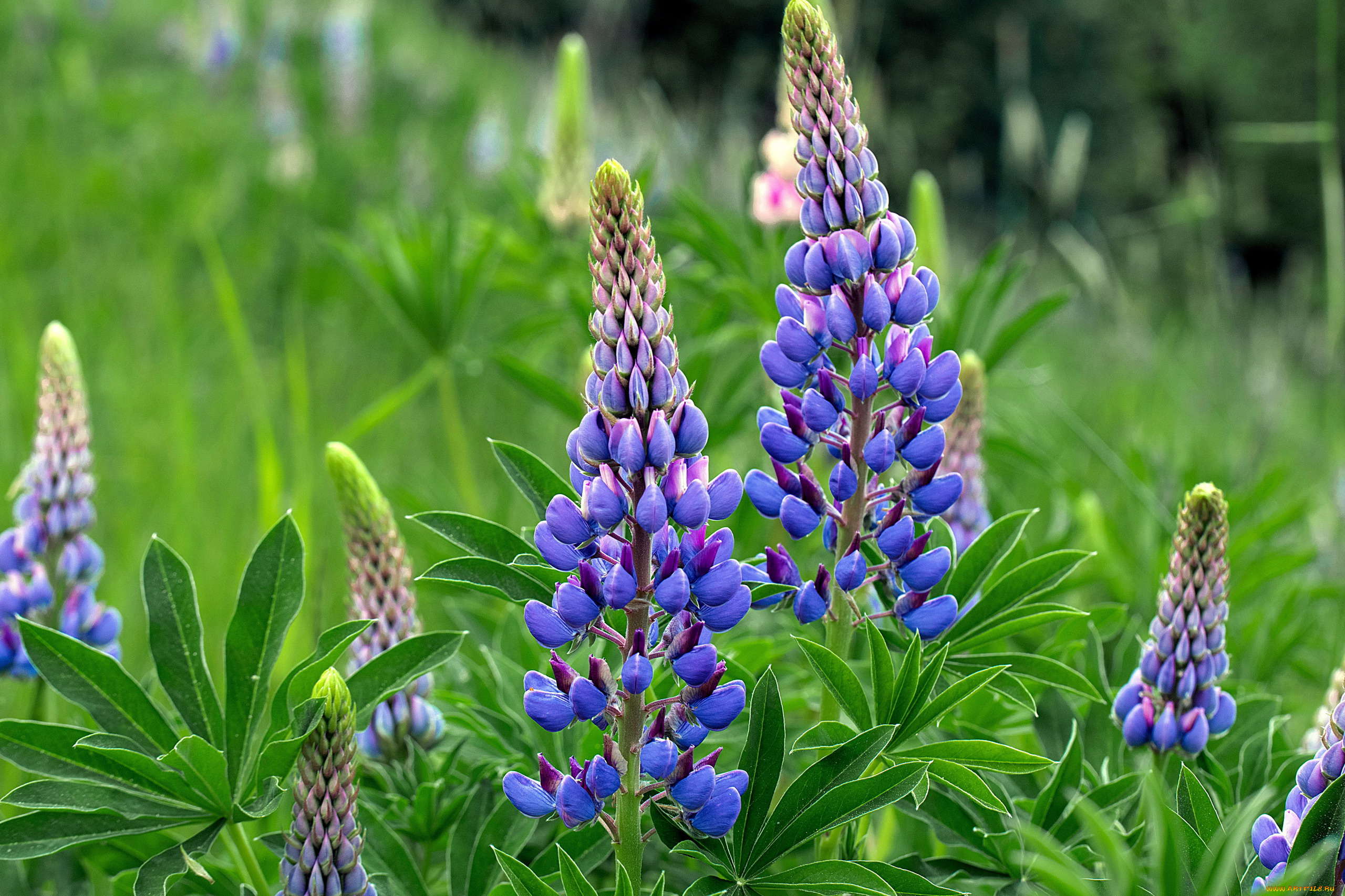 цветы, люпин, синий
