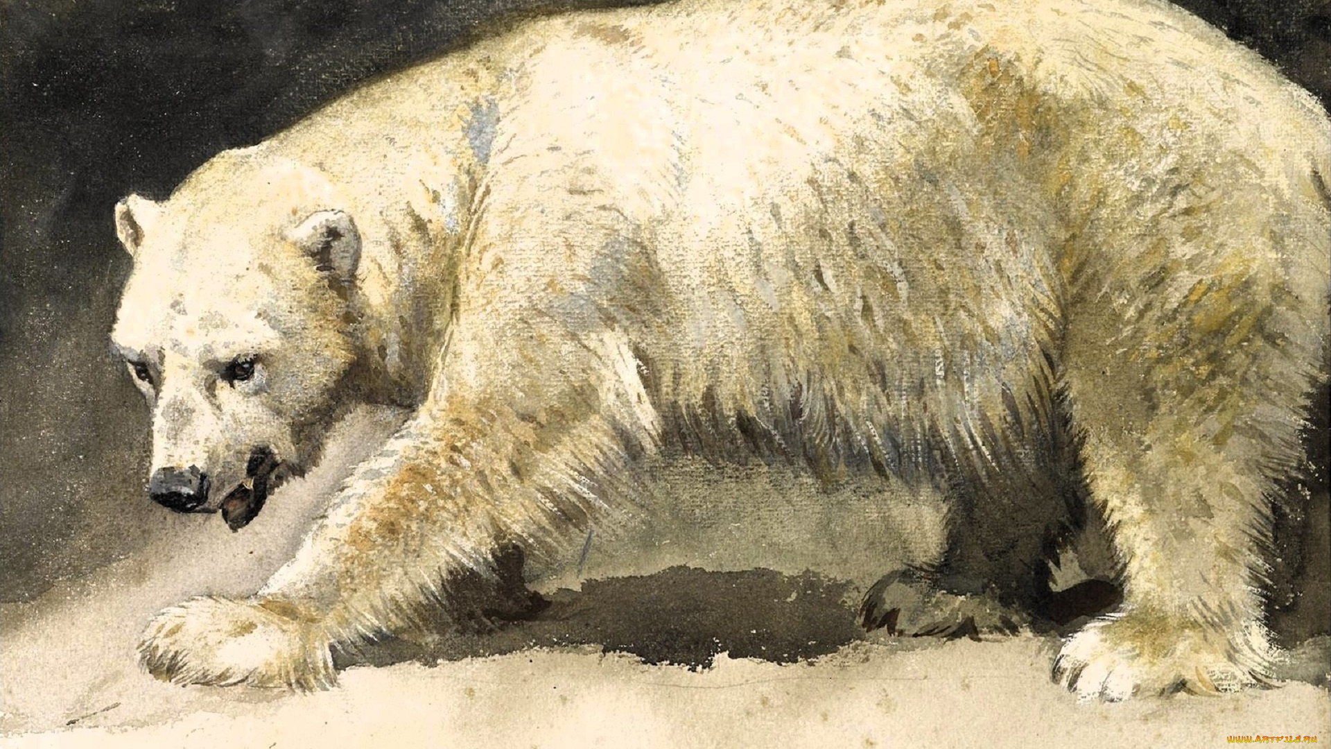 рисованное, archibald, thorburn, медведь, белый