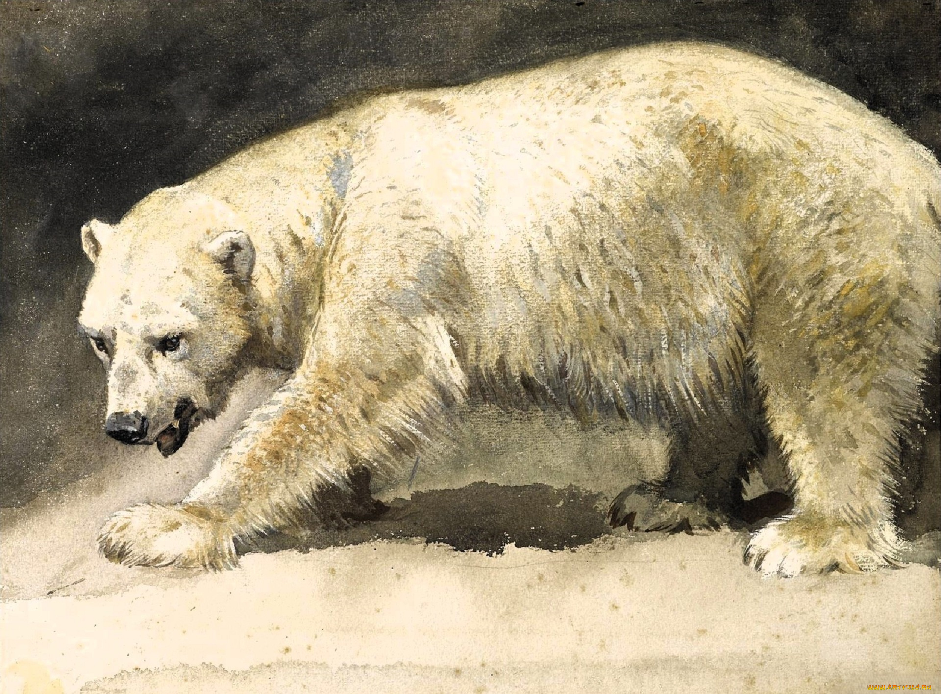 рисованное, archibald, thorburn, медведь, белый