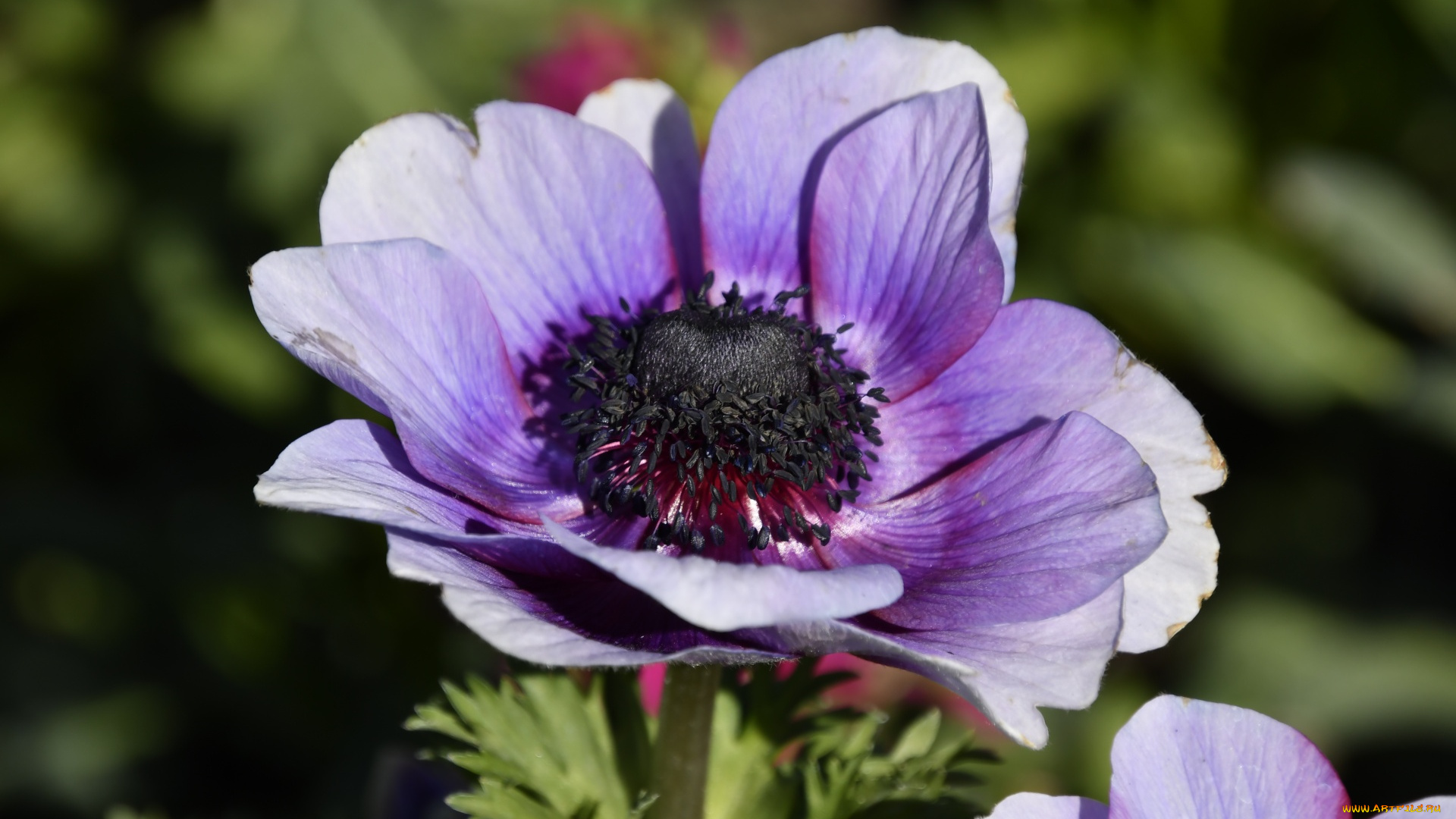 цветы, анемоны, , сон-трава, макро, анемон