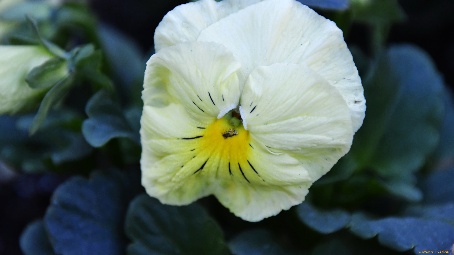 цветы, анютины, глазки, , садовые, фиалки, макро