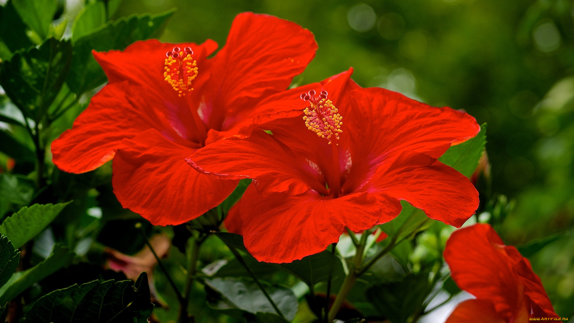 цветы, гибискусы, алые, макро