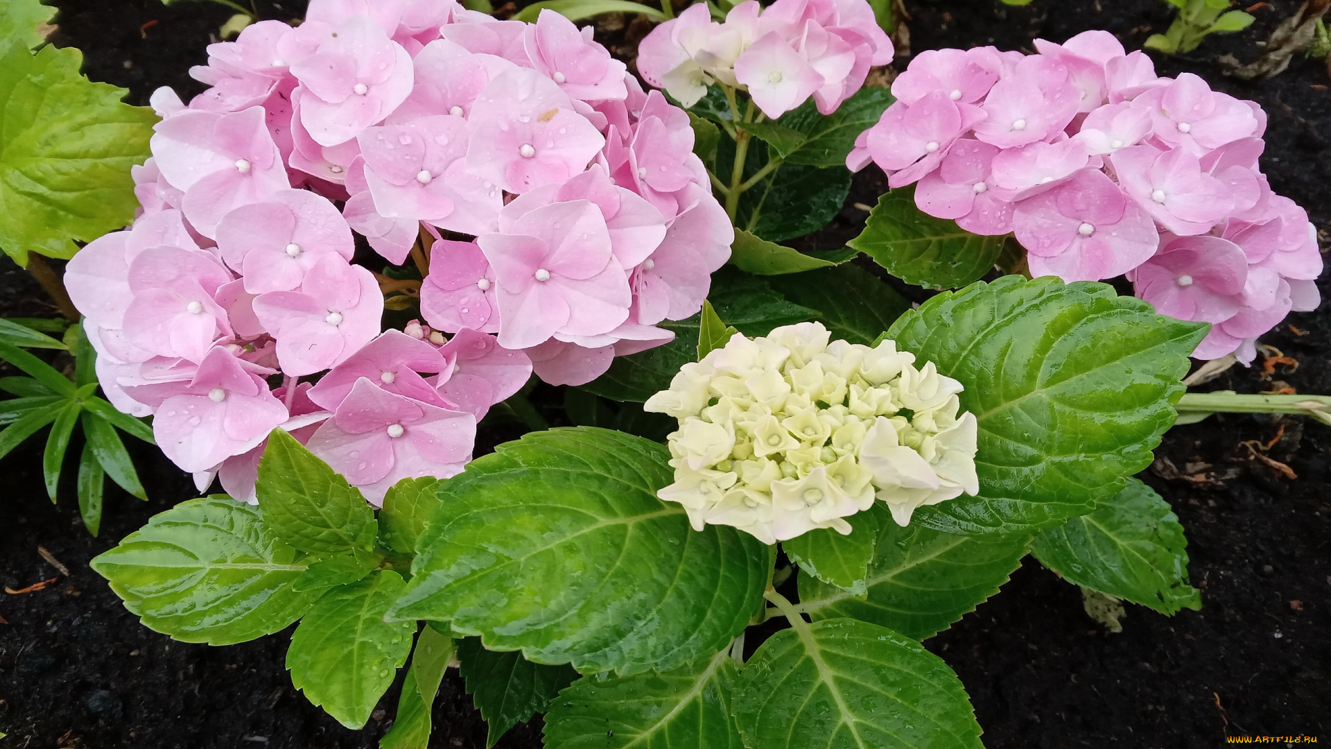 цветы, гортензия, розовая, соцветие