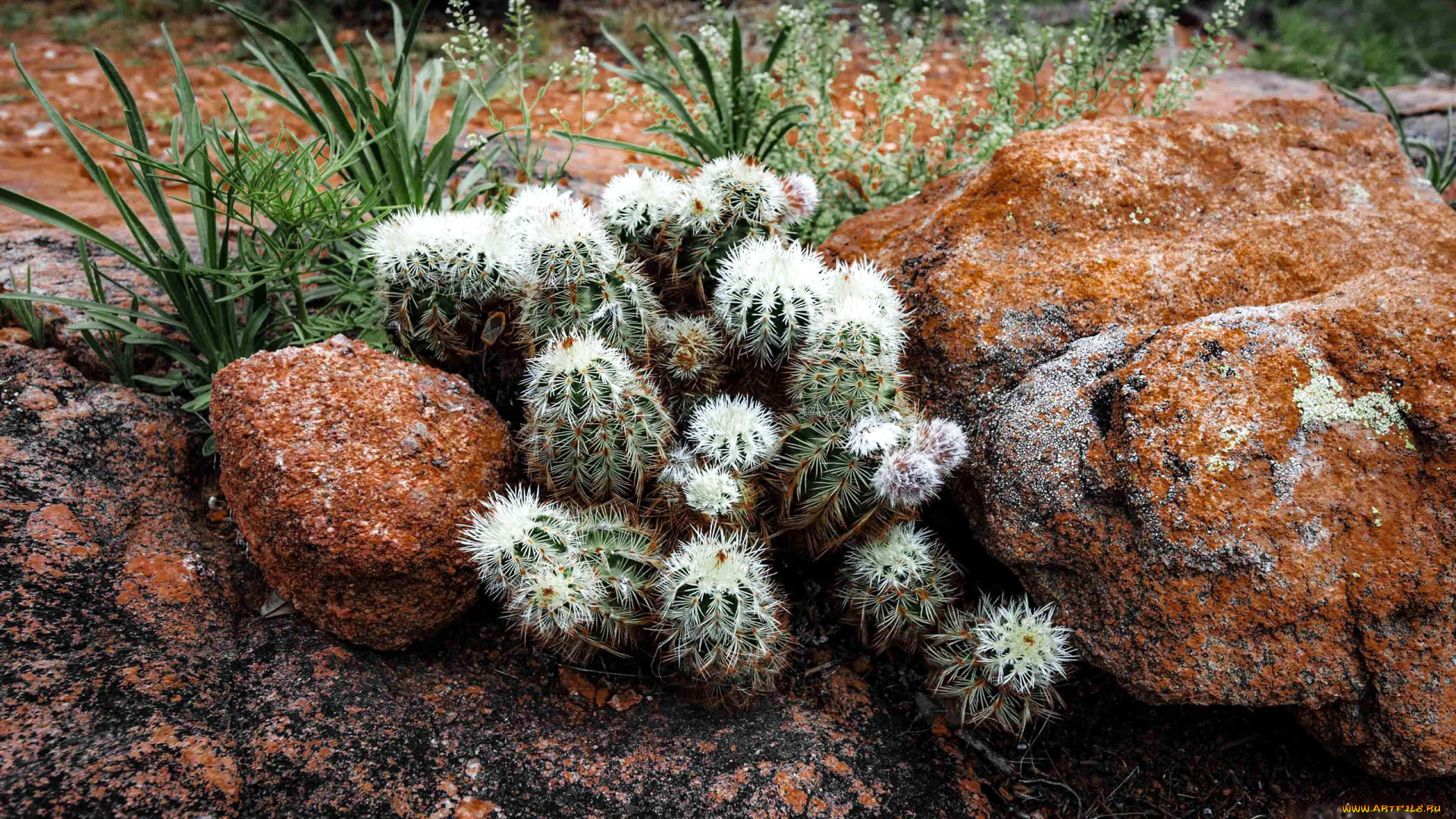 цветы, кактусы, камни, колючки