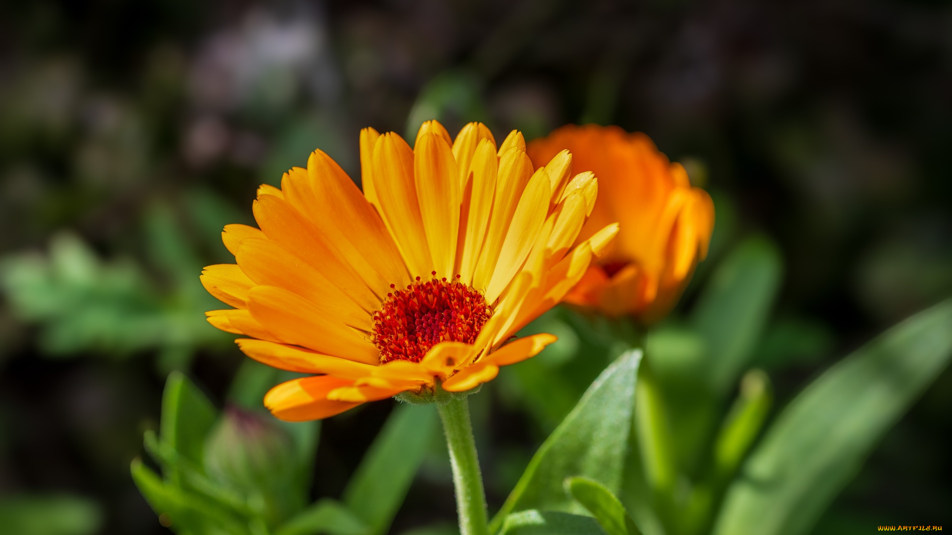 цветы, календула, оранжевый