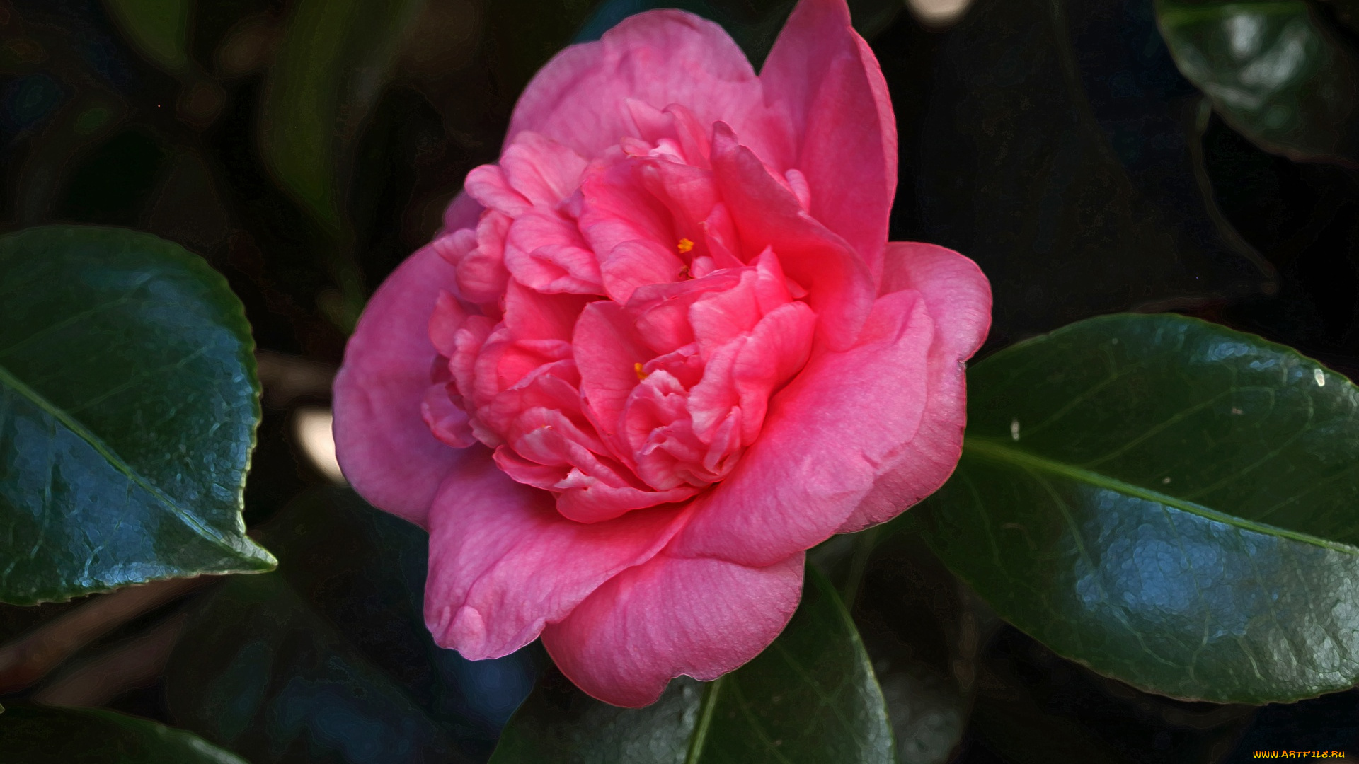 цветы, камелии, розовая, камелия, макро