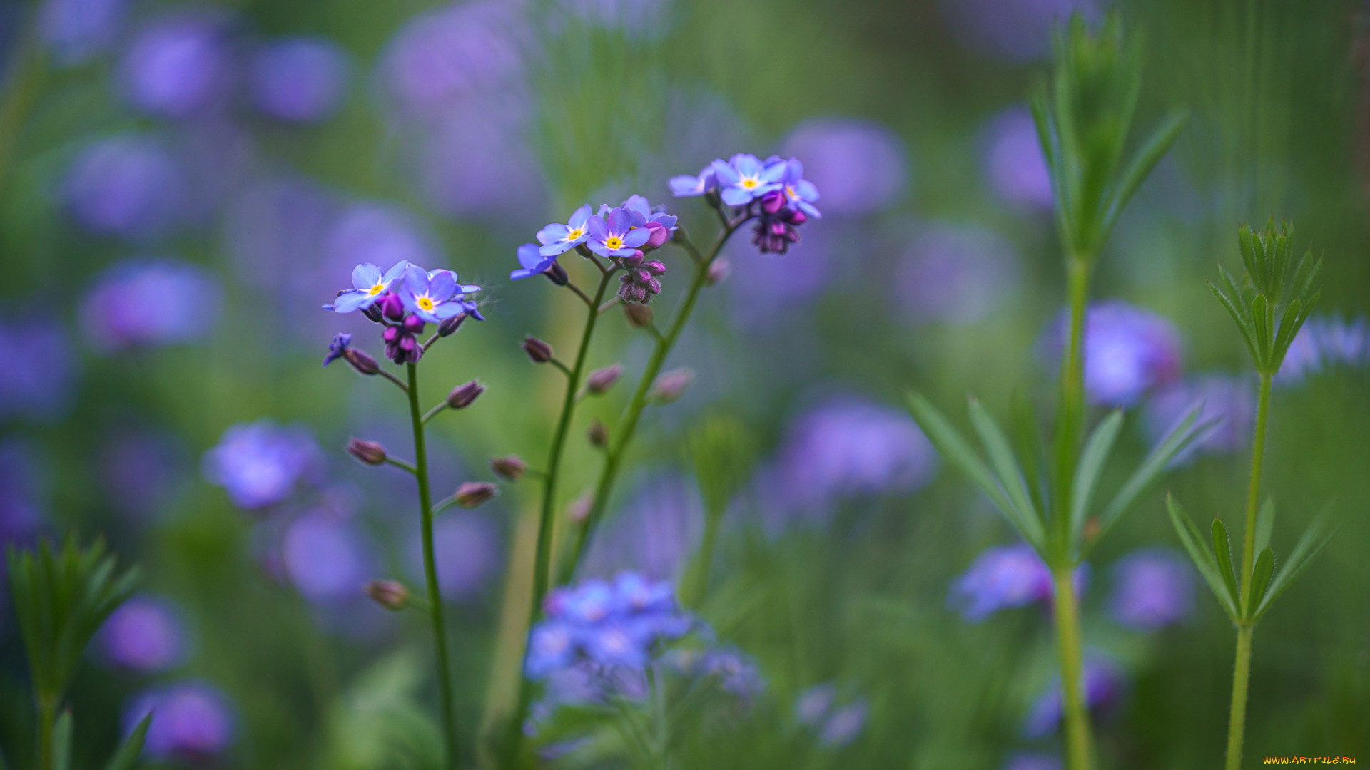цветы, незабудки