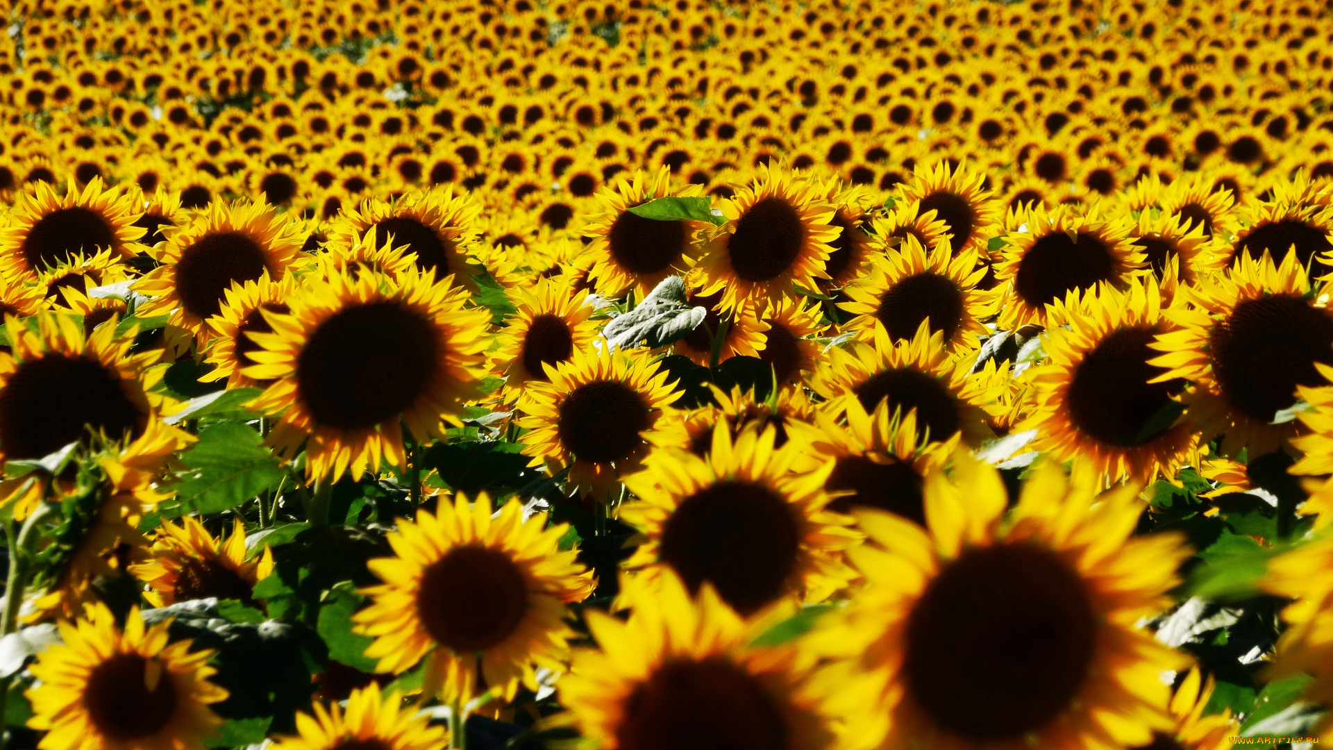 цветы, подсолнухи