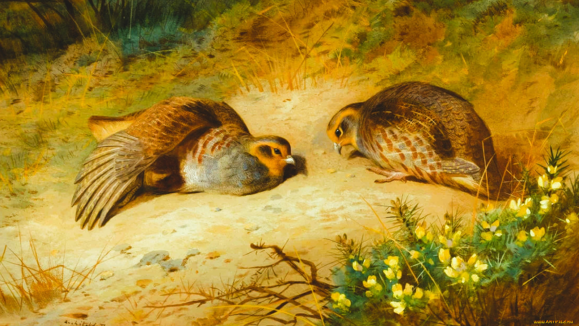 рисованное, archibald, thorburn, перепелки, трава, кусты