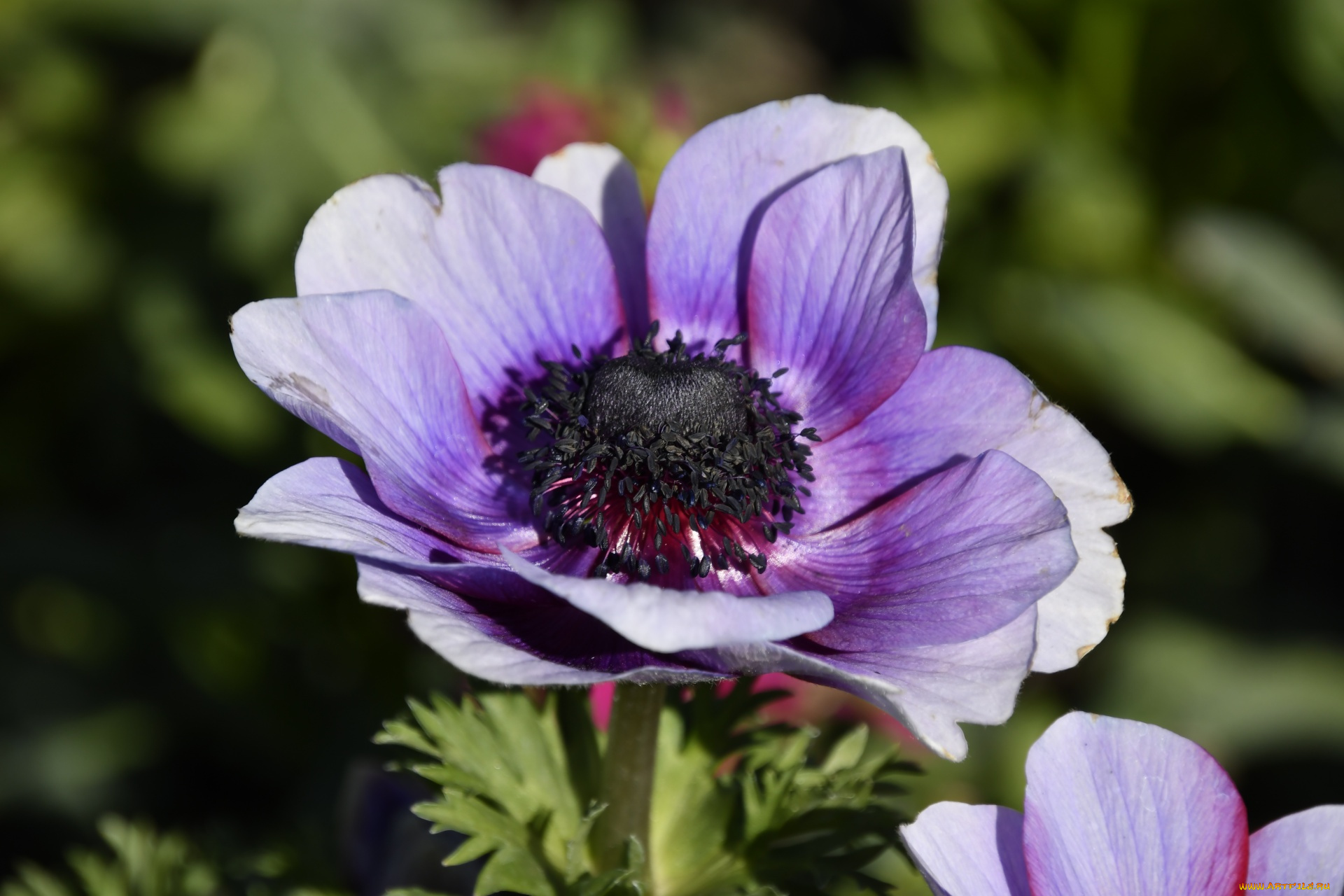 цветы, анемоны, , сон-трава, макро, анемон