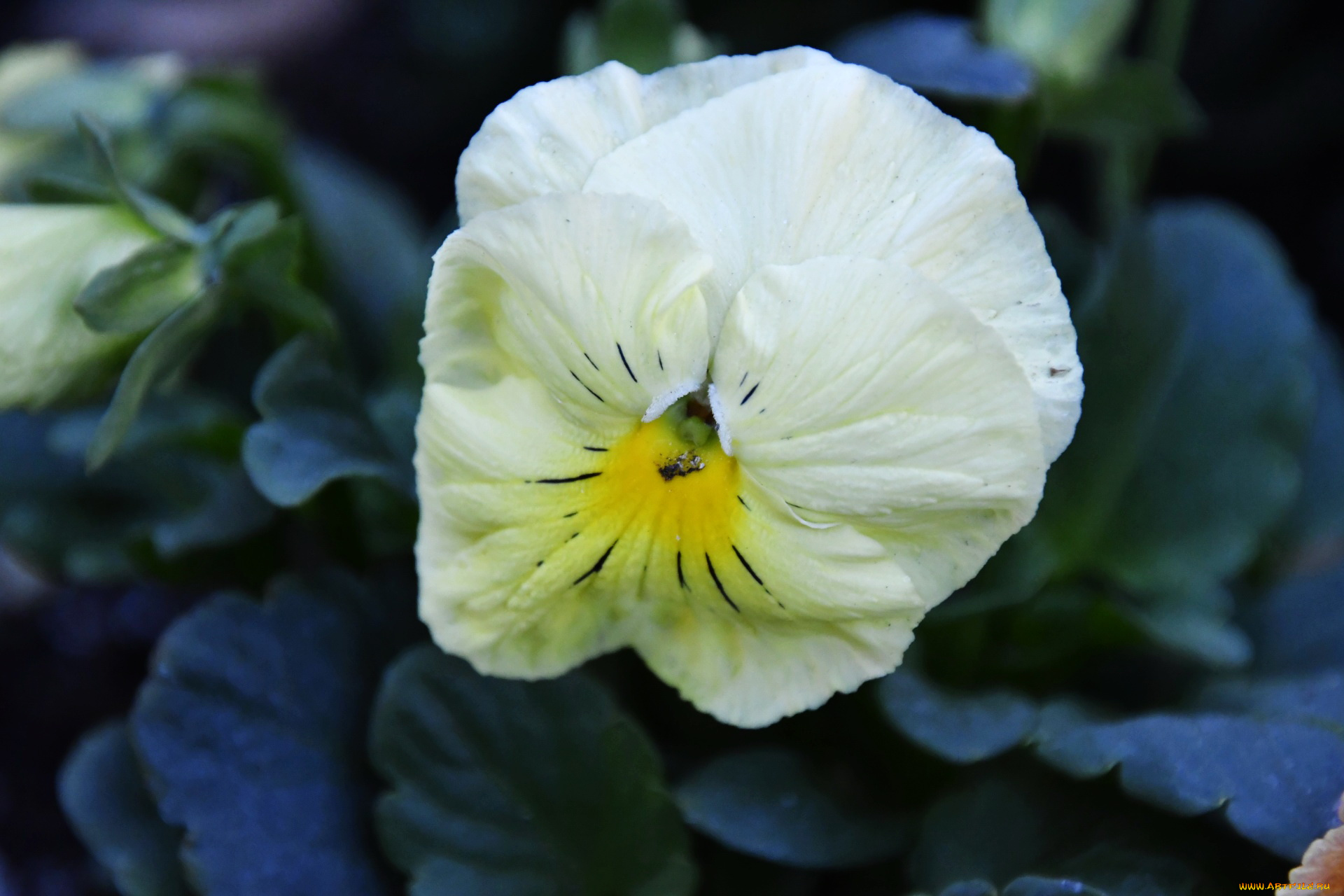 цветы, анютины, глазки, , садовые, фиалки, макро