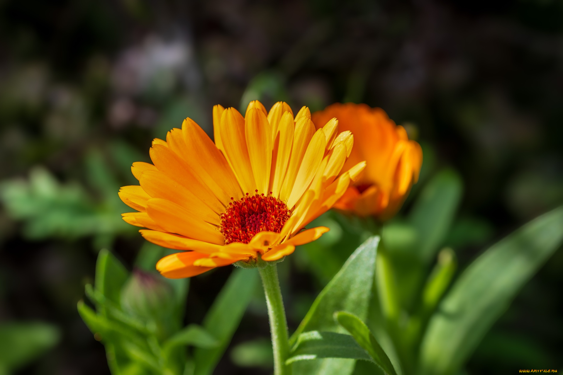 цветы, календула, оранжевый