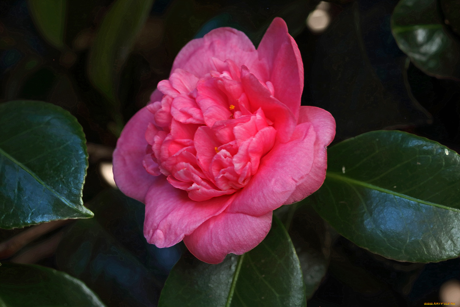 цветы, камелии, розовая, камелия, макро