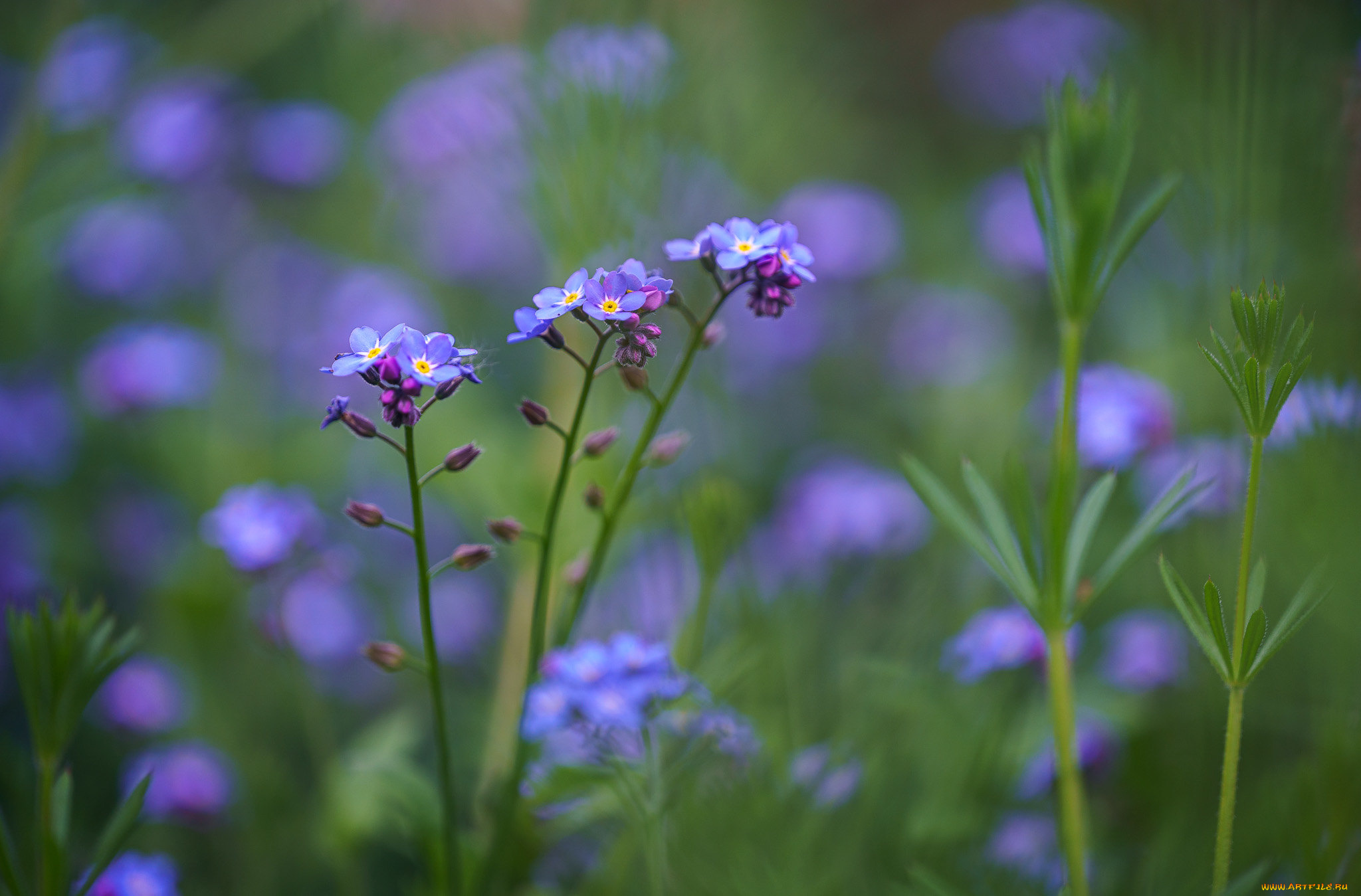 цветы, незабудки