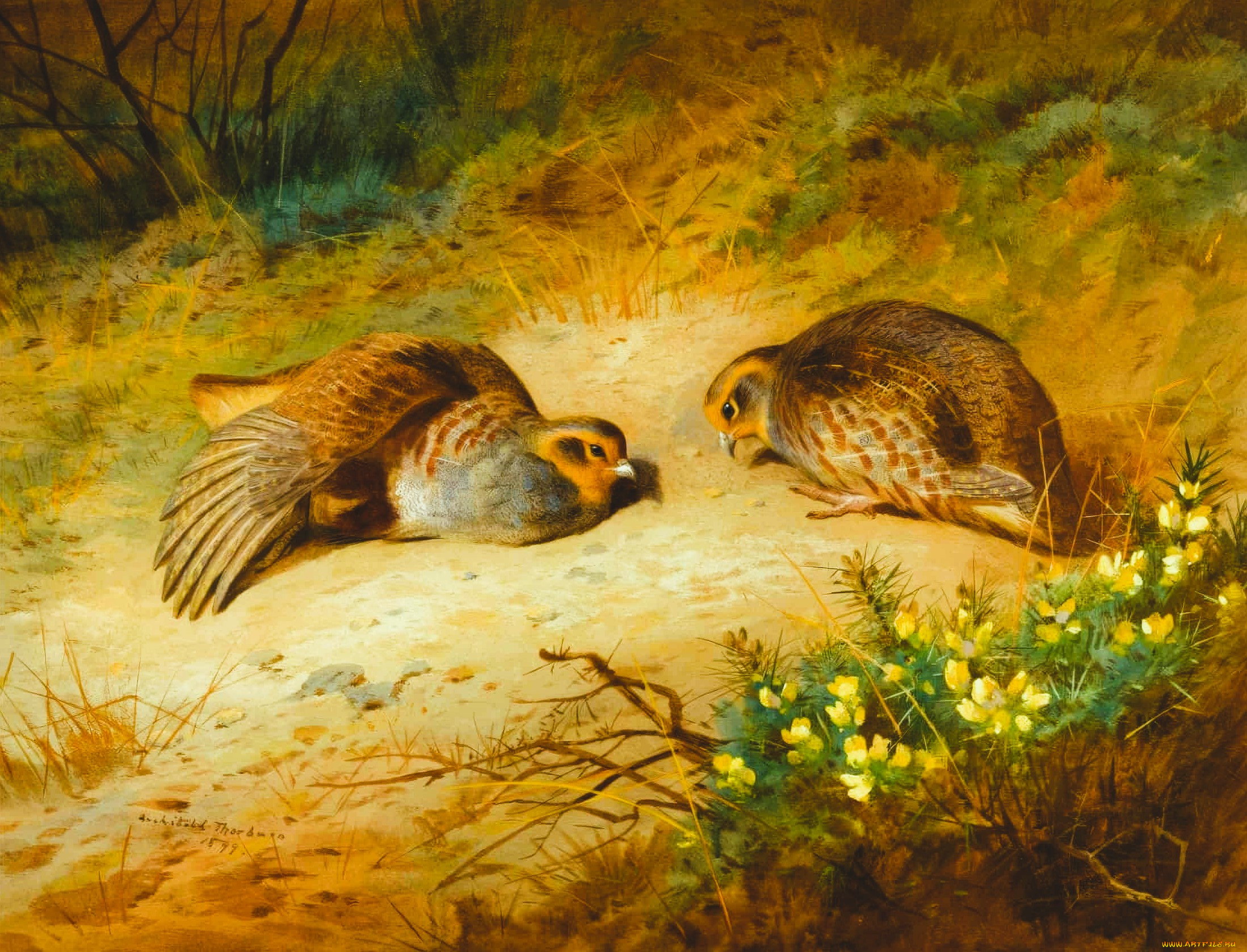 рисованное, archibald, thorburn, перепелки, трава, кусты