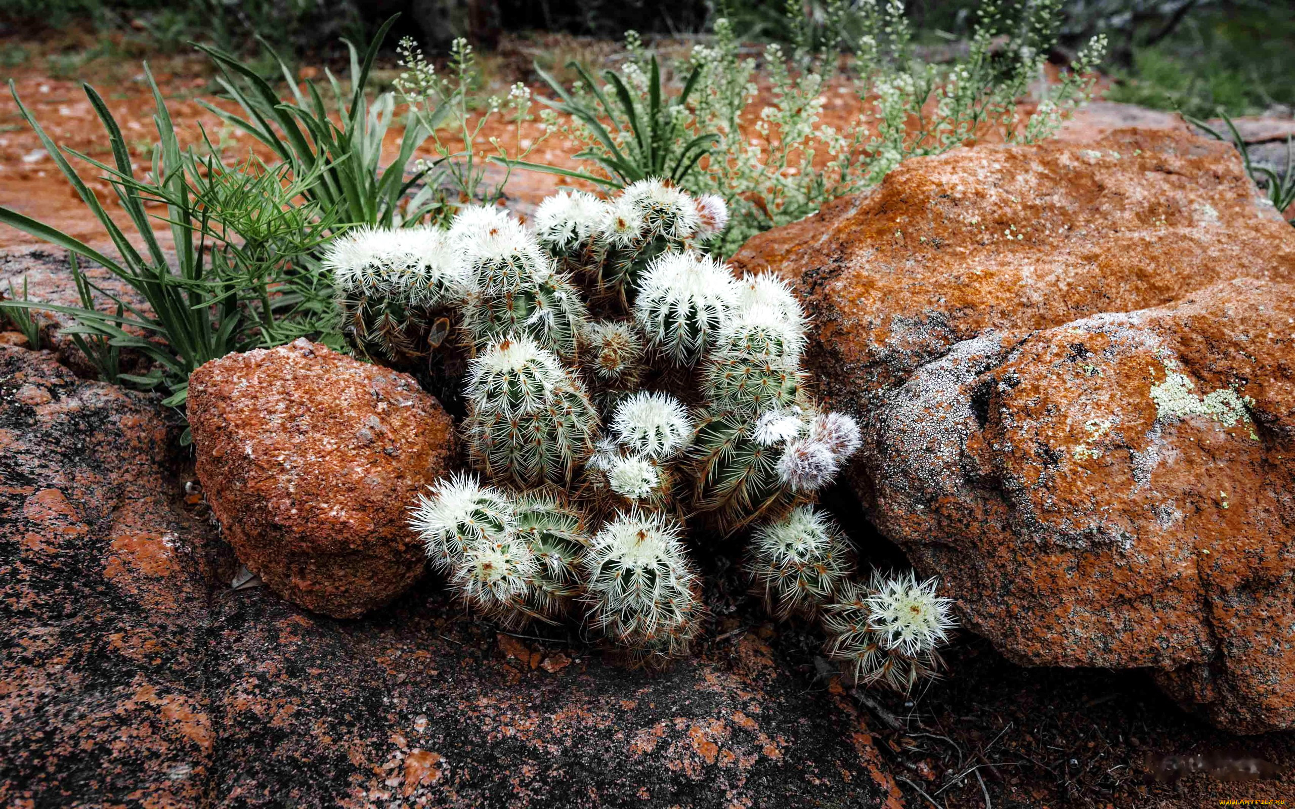цветы, кактусы, камни, колючки