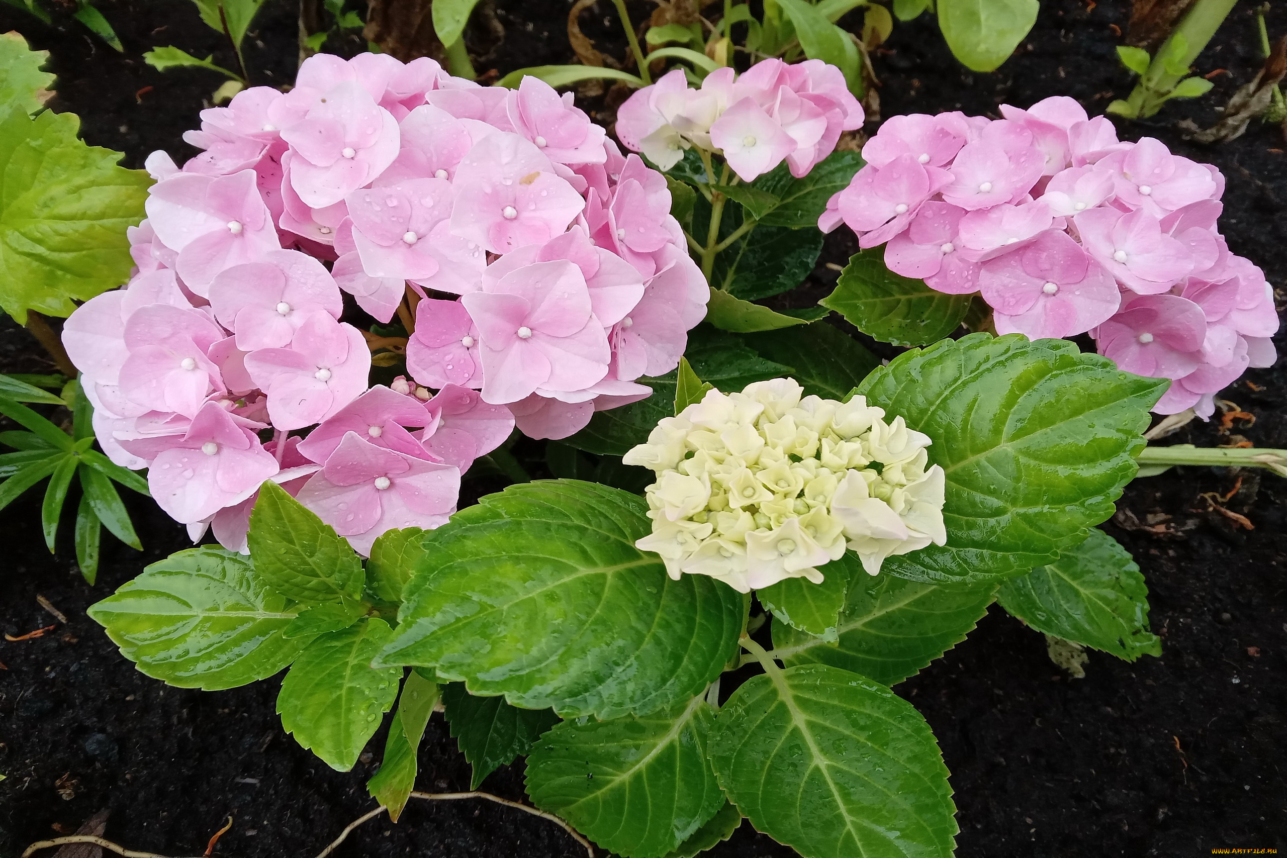 цветы, гортензия, розовая, соцветие