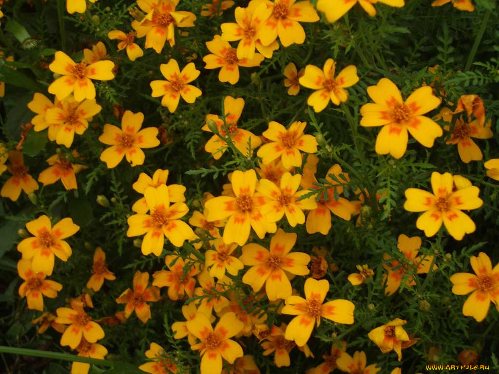 цветы, бархатцы