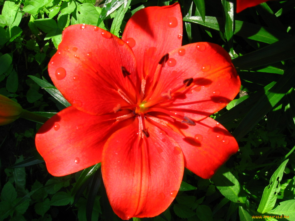 цветы, лилии, лилейники