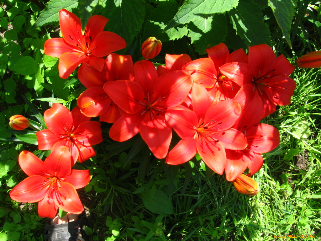 цветы, лилии, лилейники