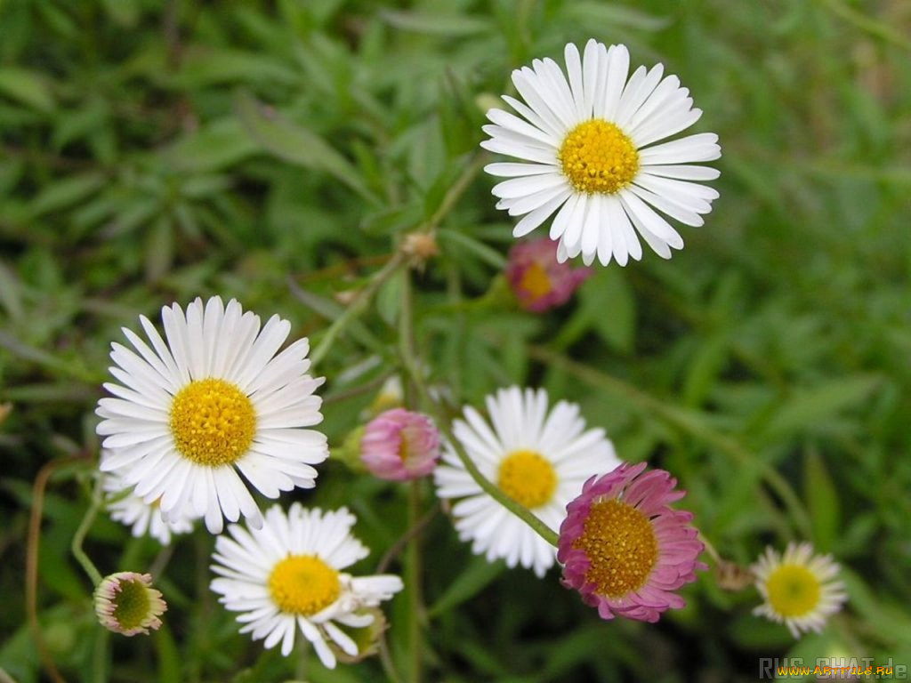 цветы, маргаритки