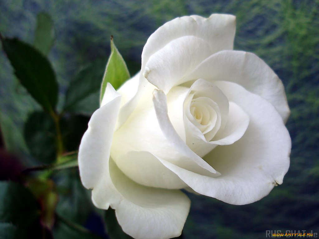 цветы, розы