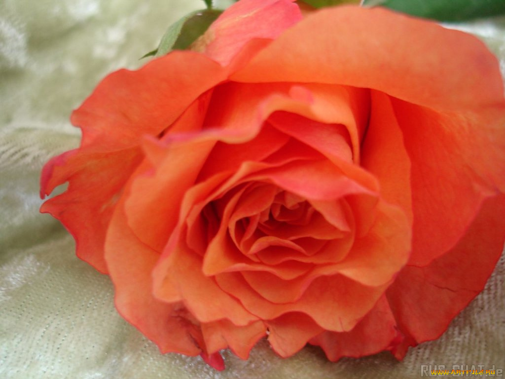 цветы, розы