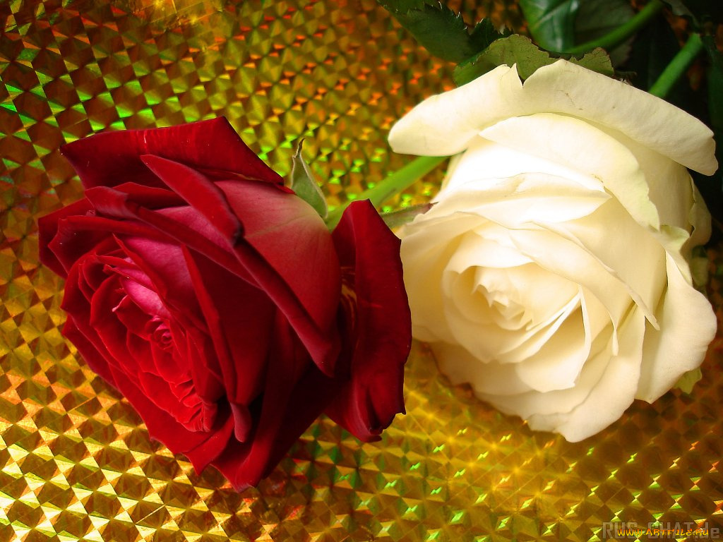 цветы, розы