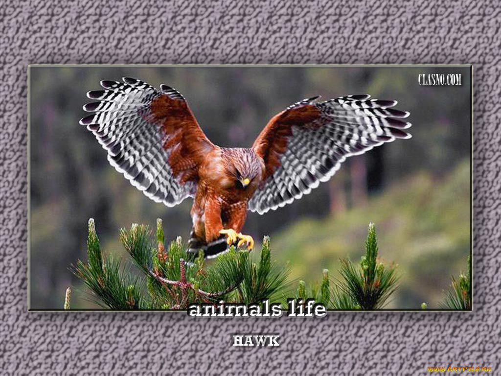 животные, птицы, хищники