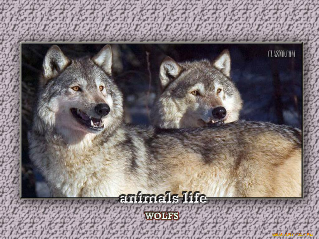 животные, волки