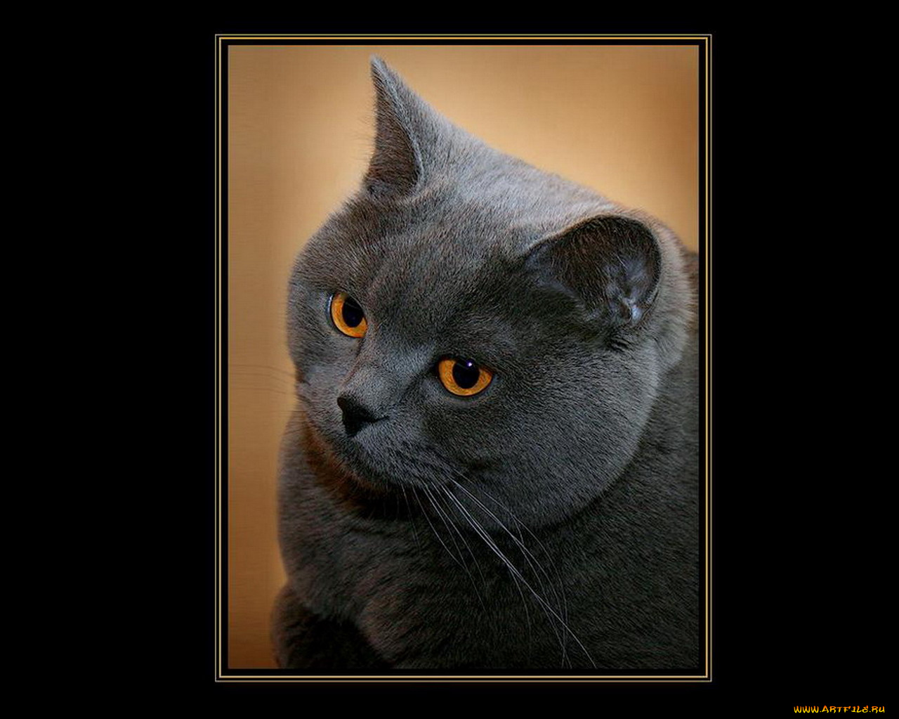 животные, коты