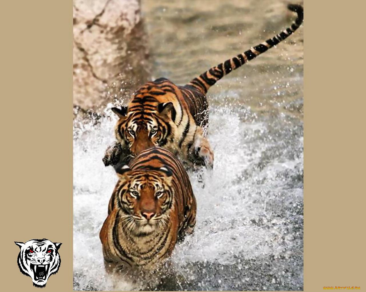 животные, тигры