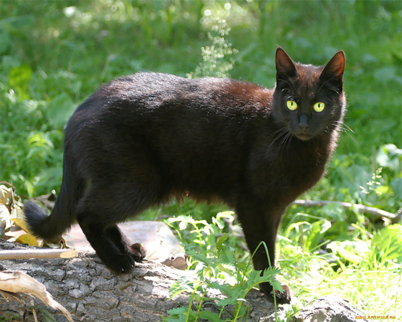 животные, коты