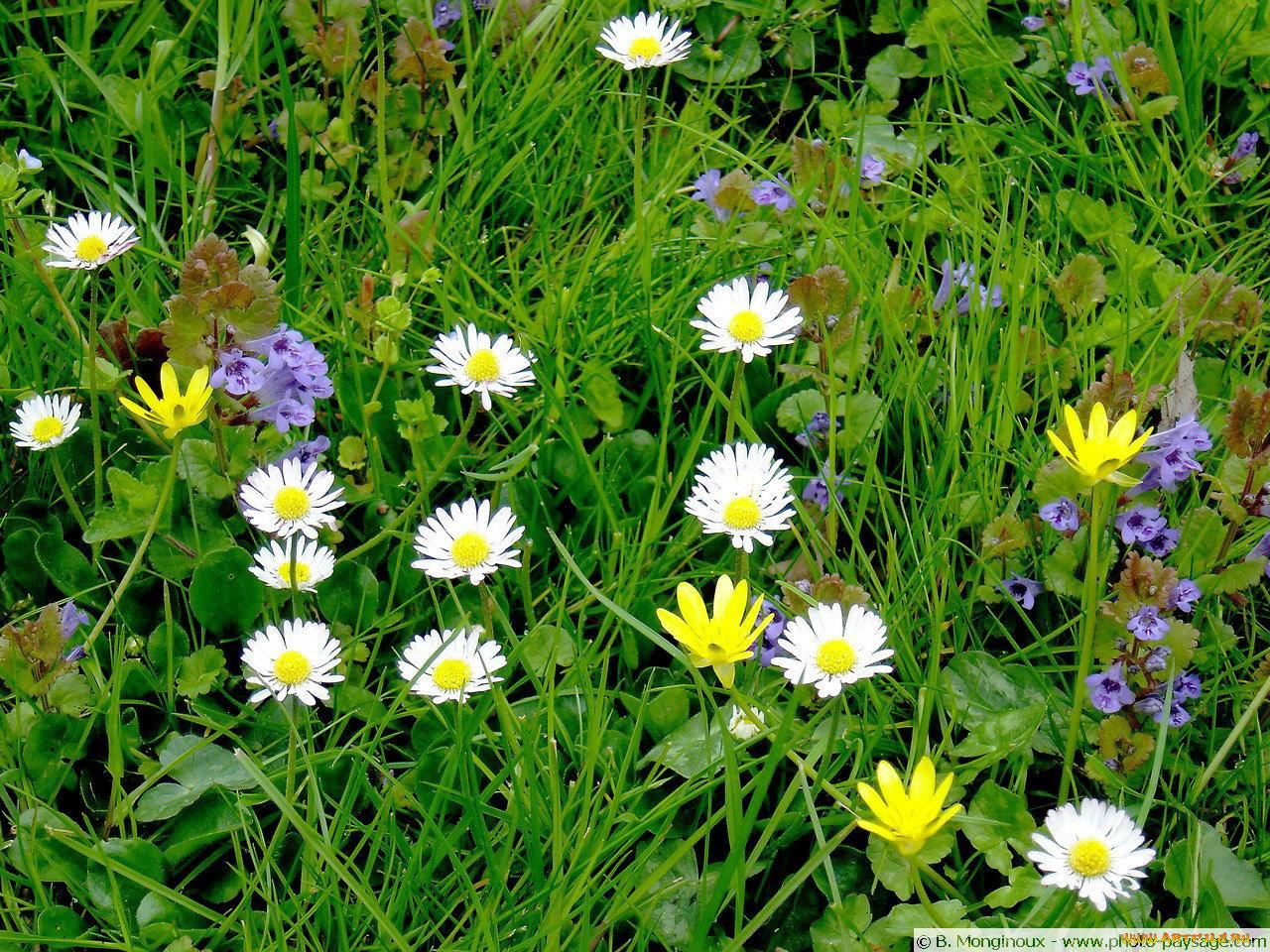 цветы, луговые, полевые