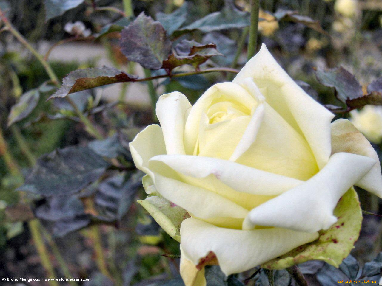 цветы, розы